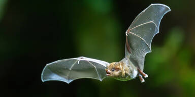 Im Regenwaldhaus entsteht eine tropische Erlebniswelt.&nbsp;