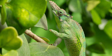 Sch&ouml;nbrunn am Tag des Cham&auml;leons