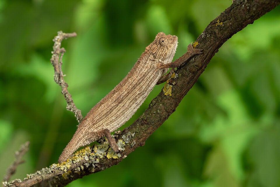 Schönbrunn am Tag des Chamäleons