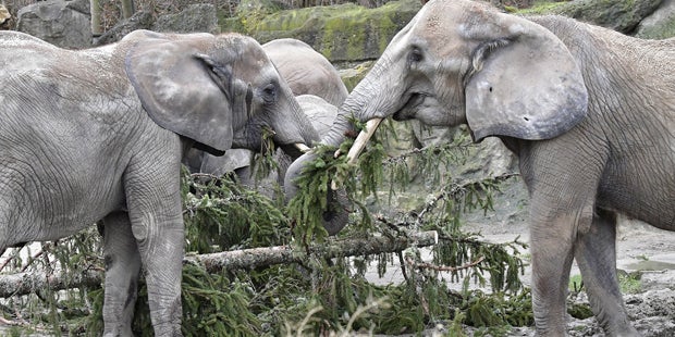 Zoo: Christbaum-Frühstück für Elefanten