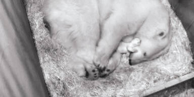 Eisb&auml;r Baby Sch&ouml;nbrunn