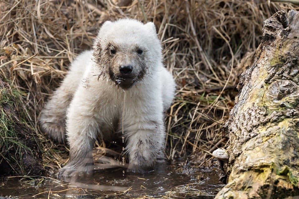 Wiener Eisbären-Baby ist ein Weibchen