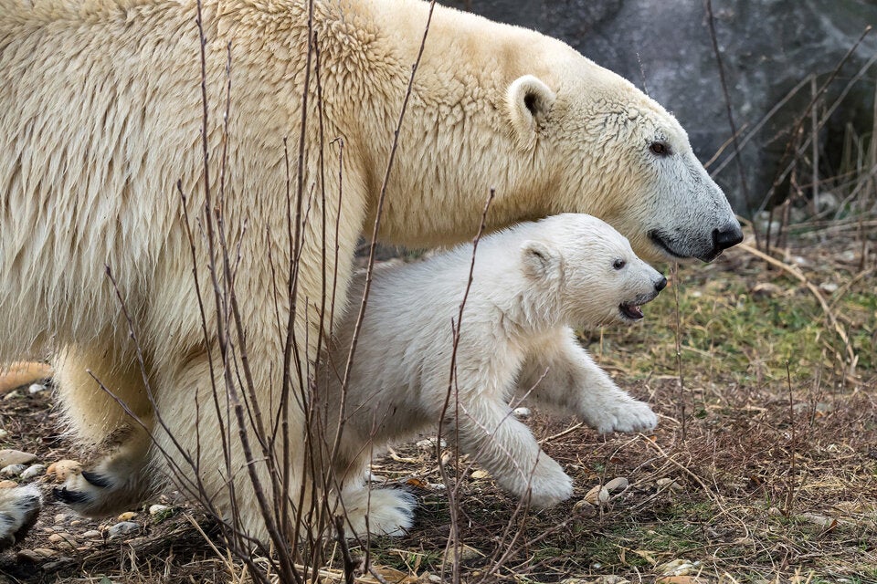 Wiener Eisbären-Baby ist ein Weibchen