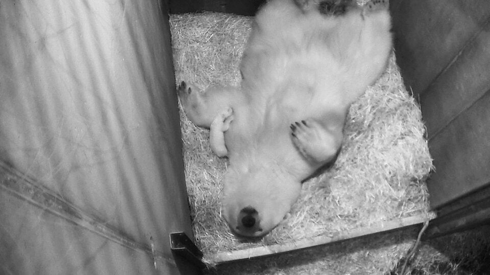 Schönbrunn hat jetzt ein Eisbären-Baby!