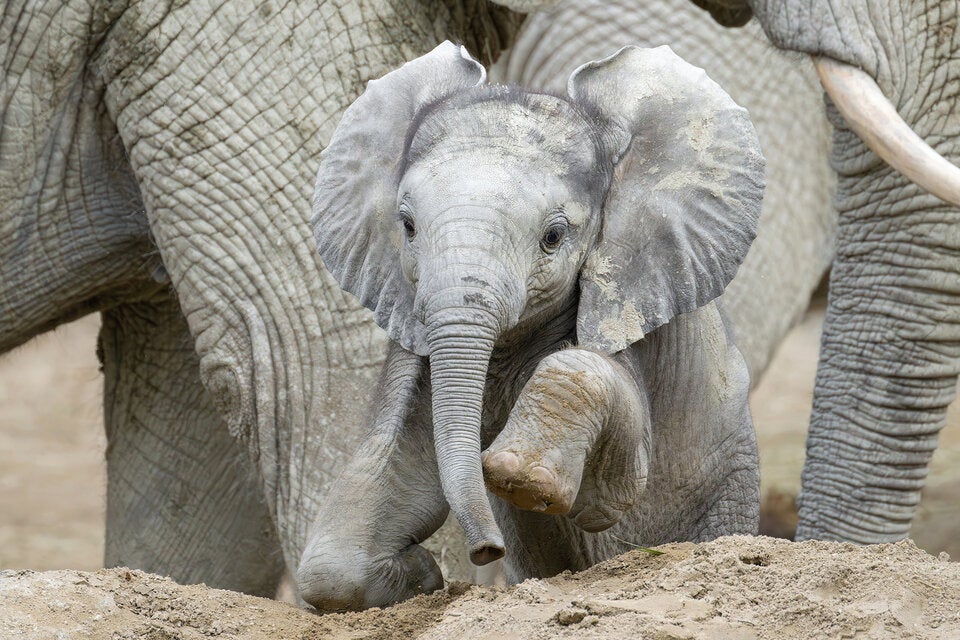 Der Kleine mitten unter den Großen: Elefantenkalb erobert Herde und Herzen.