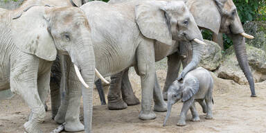 Tiergarten Sch&ouml;nbrunn: Publikumsliebling mit R&uuml;ssel nimmt t&auml;glich ein Kilo zu