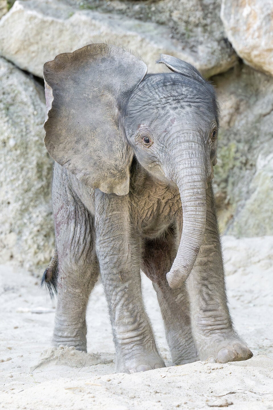 Nachwuchs im Tiergarten Schönbrunn: Elefantenkalb geboren