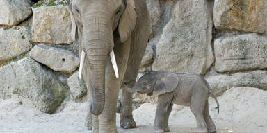 Nachwuchs im Tiergarten Sch&ouml;nbrunn: Elefantenkalb geboren