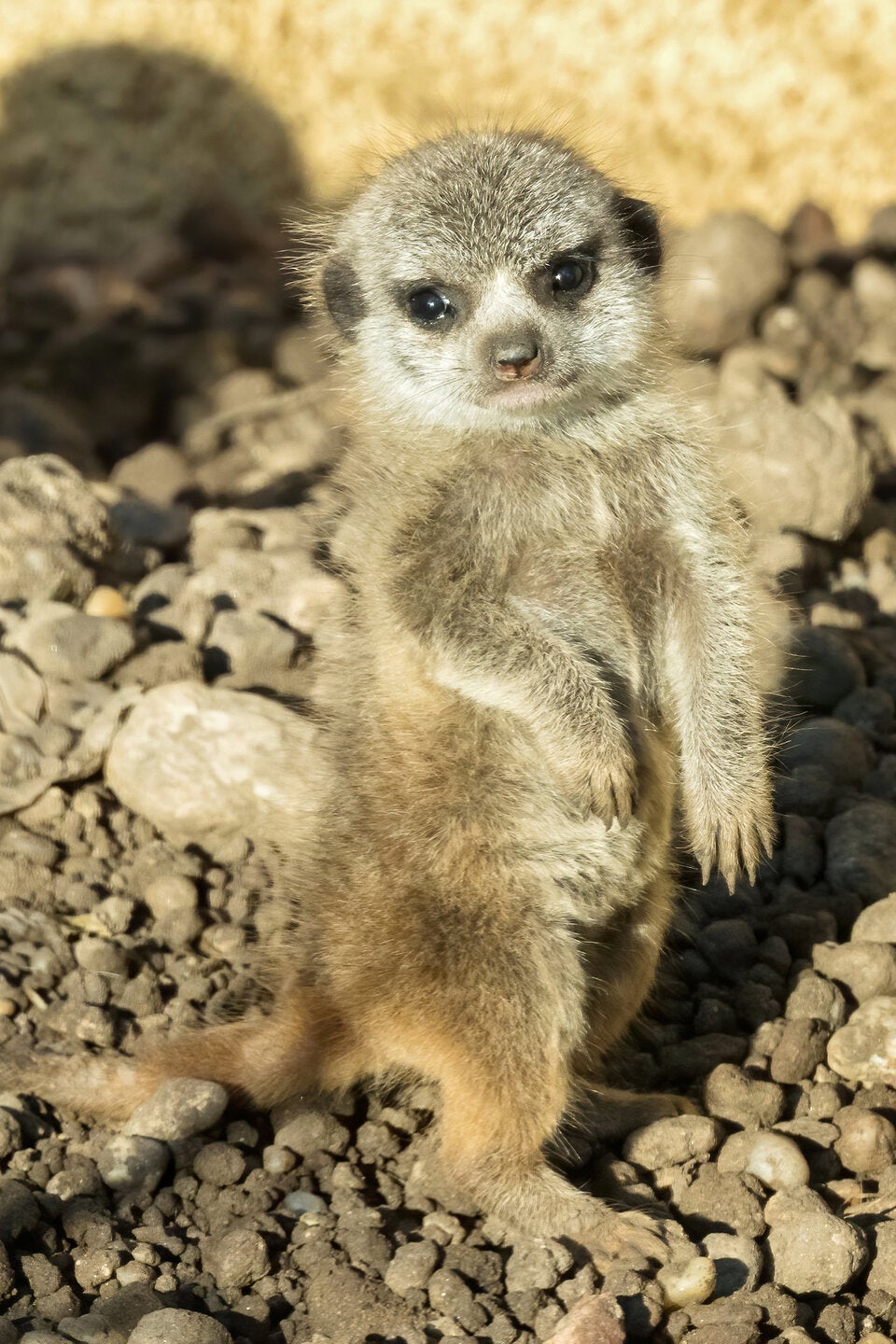 Schönbrunn: Nachwuchs bei den Erdmännchen