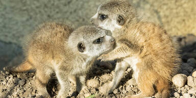Sch&ouml;nbrunn: Nachwuchs bei den Erdm&auml;nnchen