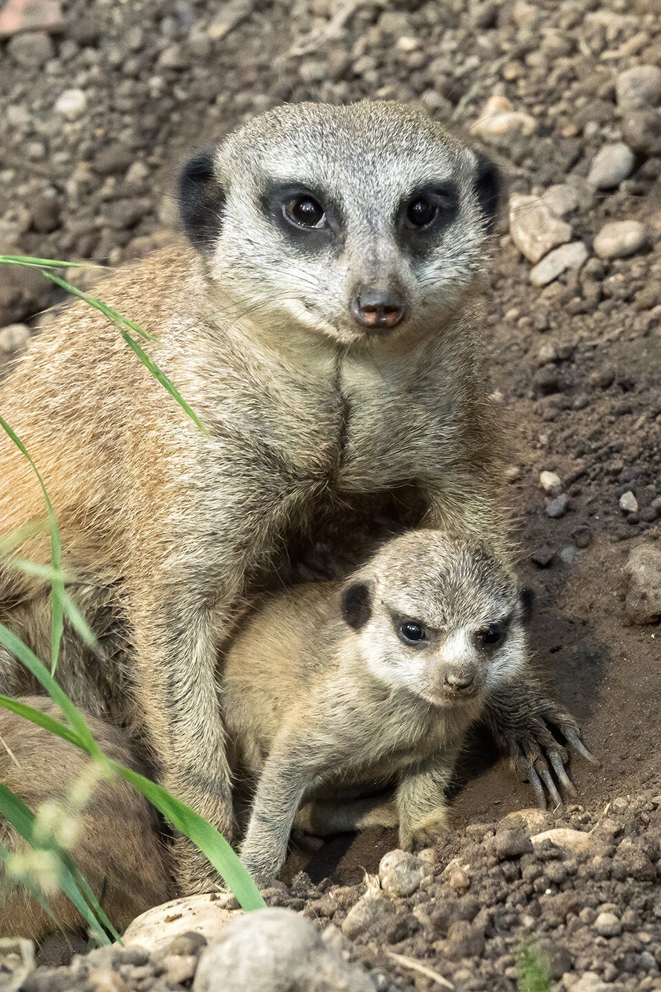 Schönbrunn: Nachwuchs bei den Erdmännchen