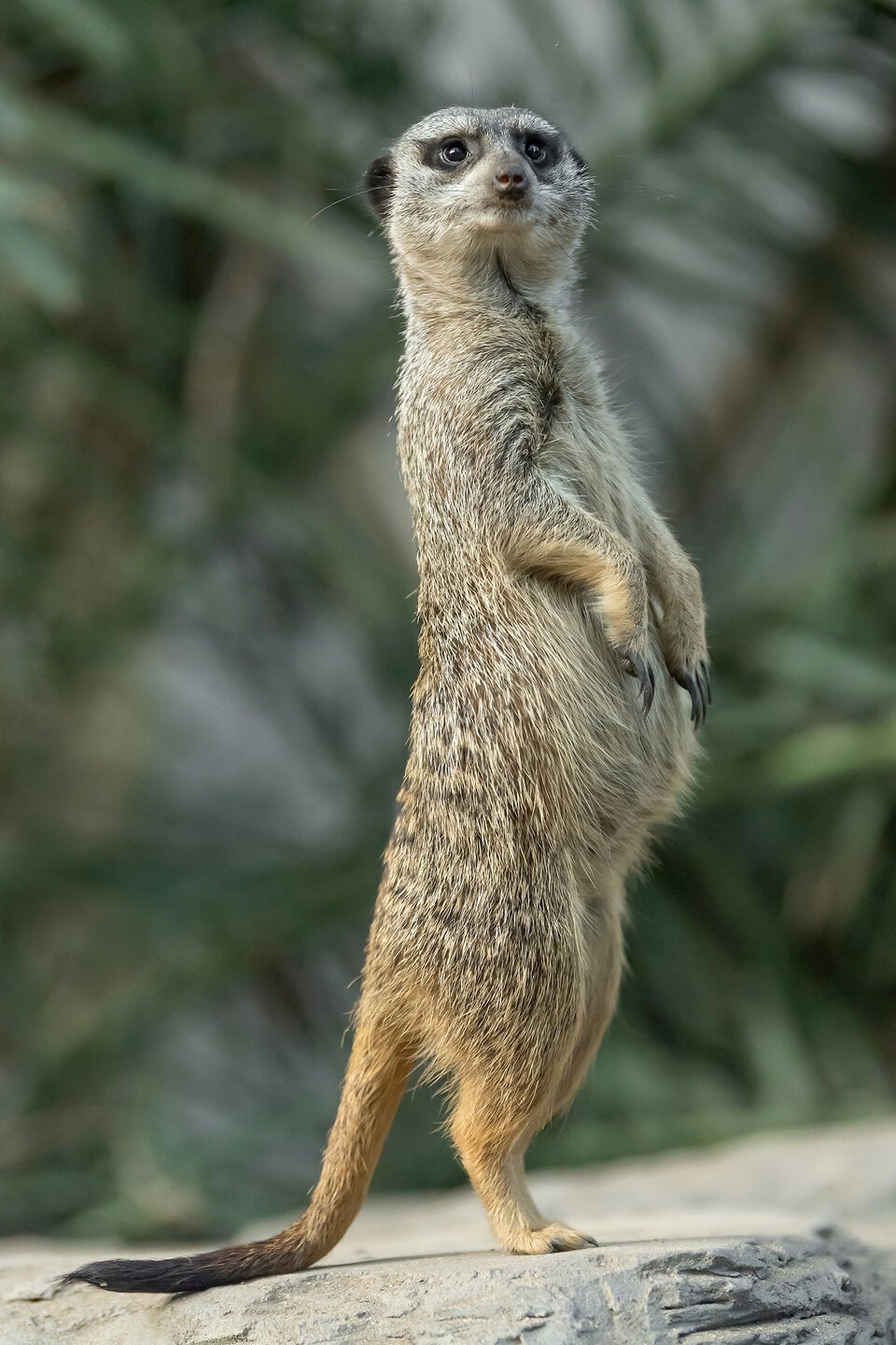Erdmännchen: Die ''Superwächter'' im Tiergarten Schönbrunn