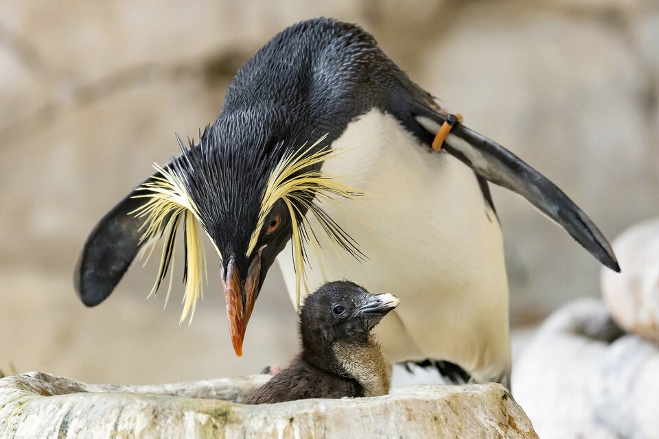 Sechs Pinguin-Küken in Schönbrunn geschlüpft