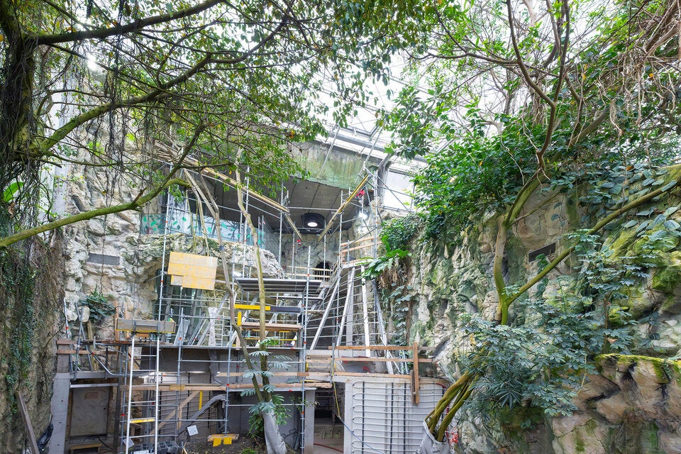Im Regenwaldhaus entsteht eine tropische Erlebniswelt. 