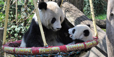 Pandajunge Fu Bao schaukelt gerne herum