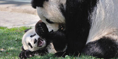 Pandajunge Fu Bao schaukelt gerne herum