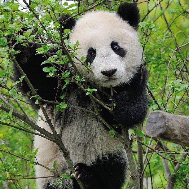 Pandajunge Fu Bao schaukelt gerne herum