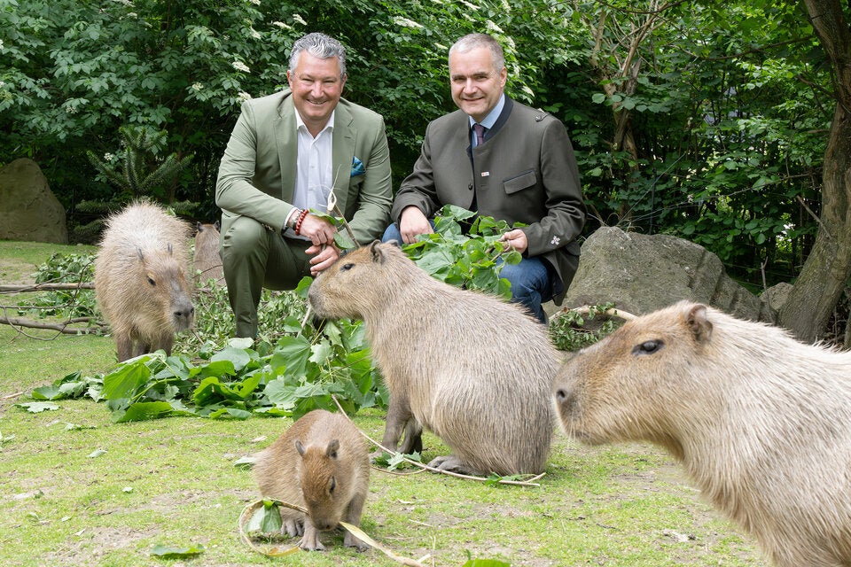 Tiergartendirektor Stephan Hering-Hagenbeck und Günther Annerl (MA 49) mit Wasserschweinen.