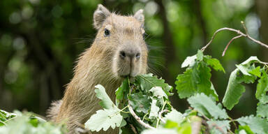 Tiergarten Sch&ouml;nbrunn serviert Wasserschweinen regionale Snacks