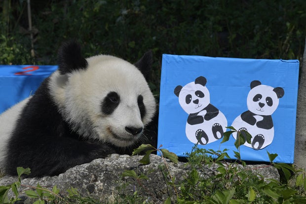 So süß feiern Schönbrunn-Pandas ihren Geburtstag