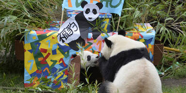 Fu Bao feierte seinen ersten Geburtstag