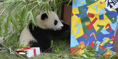 Fu Bao feierte seinen ersten Geburtstag