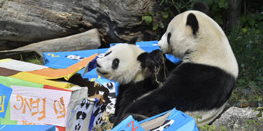 So s&uuml;&szlig; feiern Sch&ouml;nbrunn-Pandas ihren Geburtstag