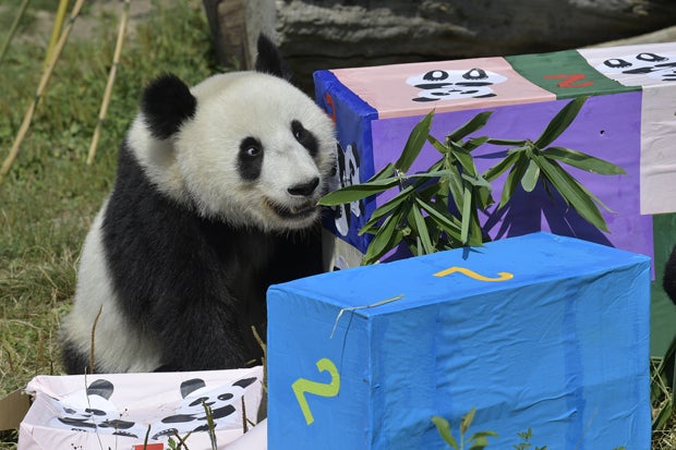 So süß feiern Schönbrunn-Pandas ihren Geburtstag