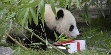 Fu Bao feierte seinen ersten Geburtstag