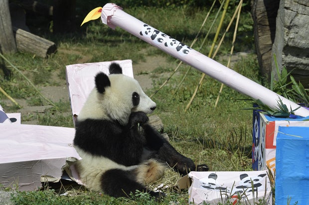 So süß feiern Schönbrunn-Pandas ihren Geburtstag