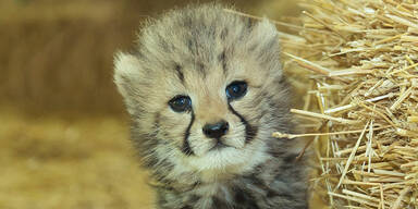 Geparden-Babies wagen sich aus ihrer Höhle