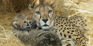 Geparden-Babies wagen sich aus ihrer Höhle