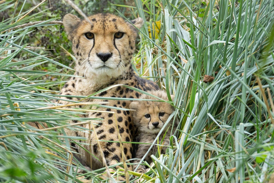 Dreifacher Nachwuchs bei den Geparden im Tiergarten Schönbrunn