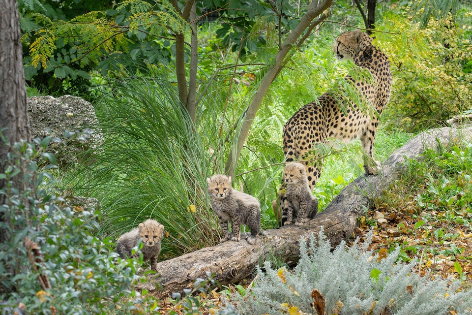 Dreifacher Nachwuchs bei den Geparden im Tiergarten Schönbrunn