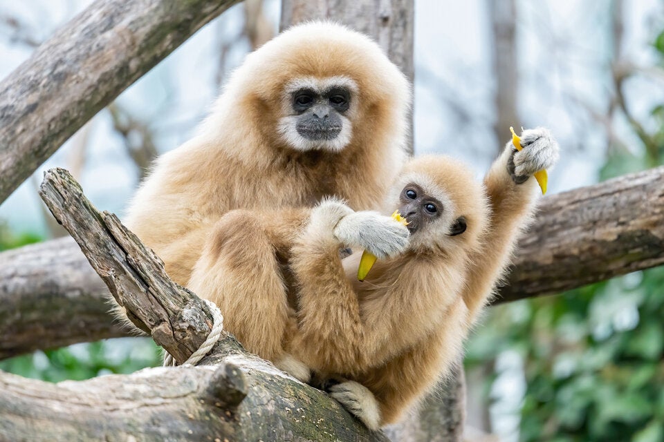 Aus für Zoobesuch zu Weihnachten