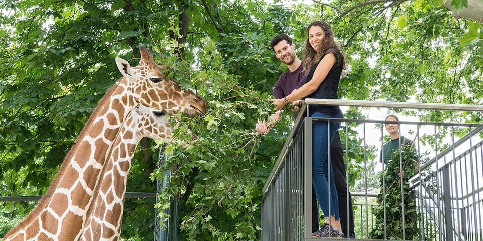 Zoo-Besucher können jetzt eigene Giraffen-Fütterung buchen