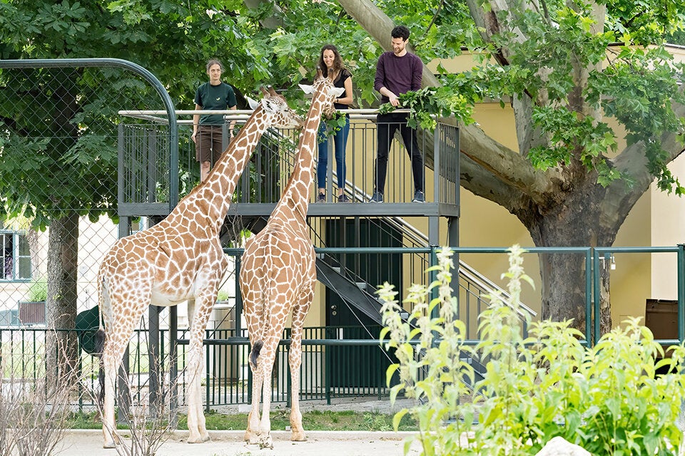 Zoo-Besucher können jetzt eigene Giraffen-Fütterung buchen