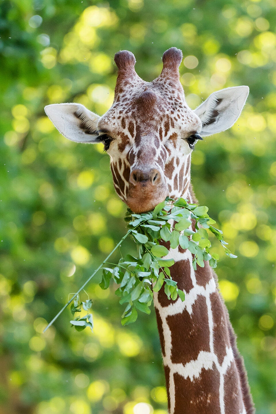 Zoo-Besucher können jetzt eigene Giraffen-Fütterung buchen