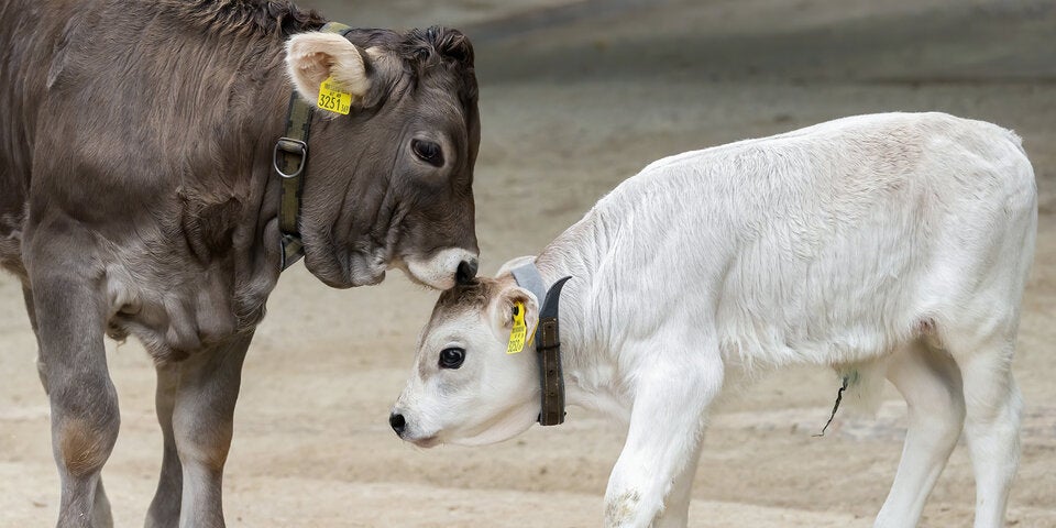 Seltenes Tiroler Grauvieh im Tiergarten Schönbrunn geboren