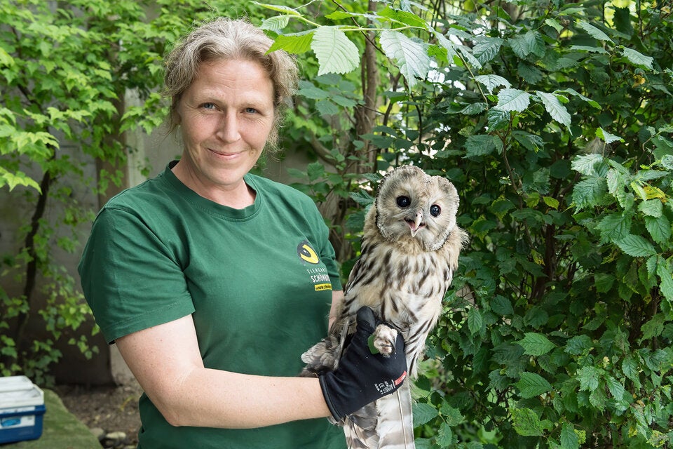 Süße Käuze aus dem Tiergarten Schönbrunn werden ausgewildert