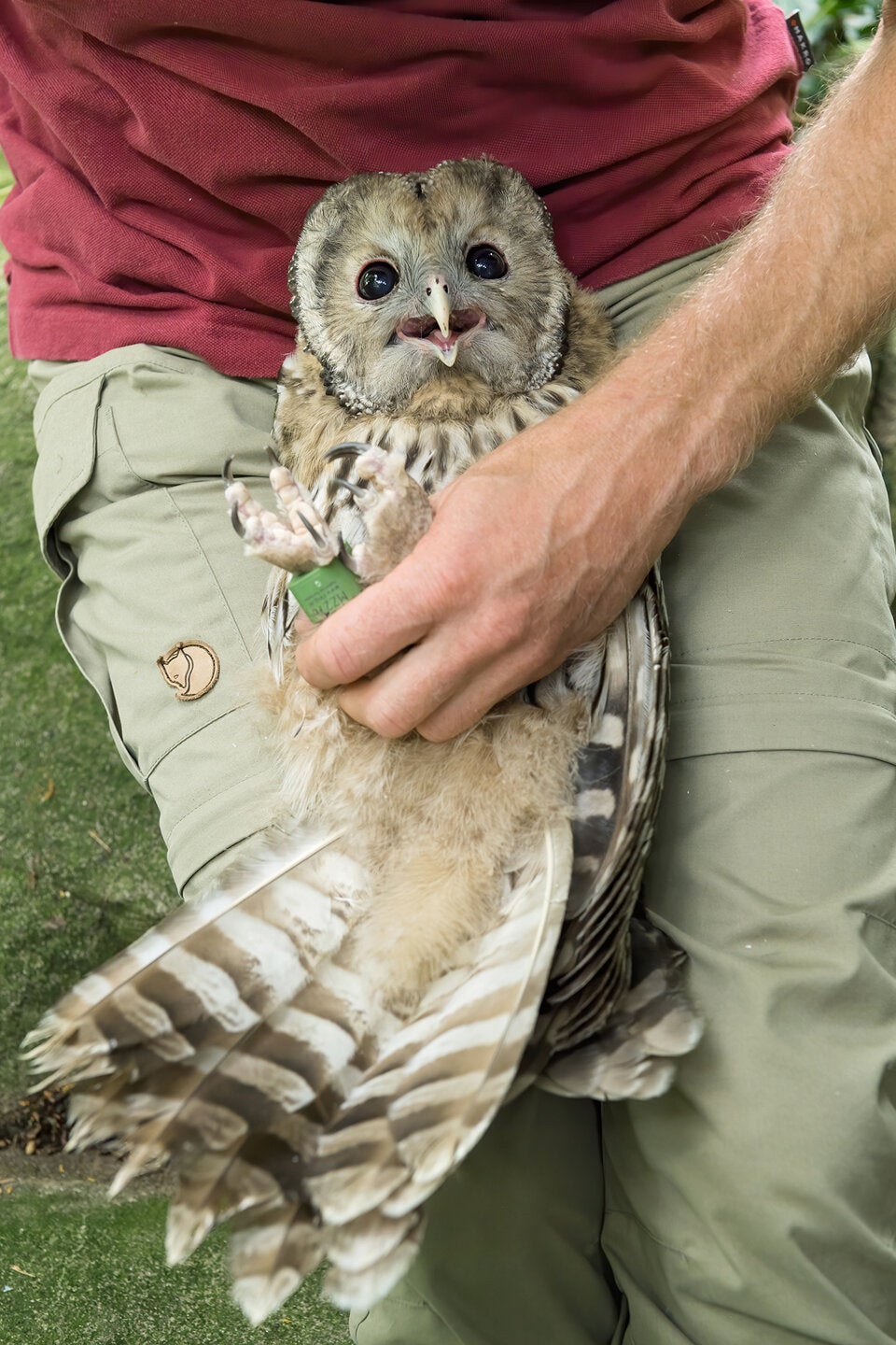 Süße Käuze aus dem Tiergarten Schönbrunn werden ausgewildert