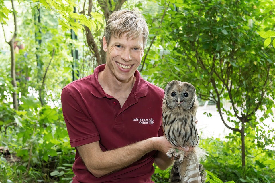 Süße Käuze aus dem Tiergarten Schönbrunn werden ausgewildert