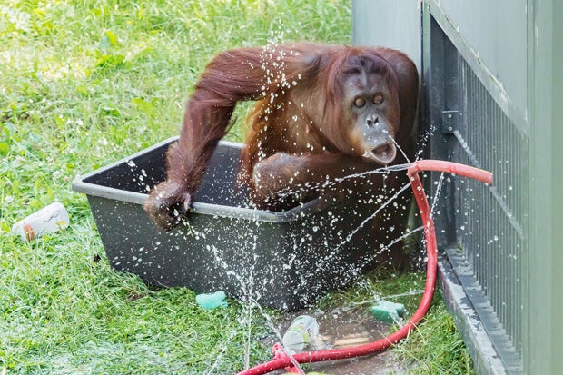 Affenhitze-Tipps: Orang-Utans zeigen, wie's geht