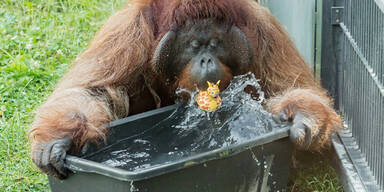 Affenhitze-Tipps: Orang-Utans zeigen, wie's geht