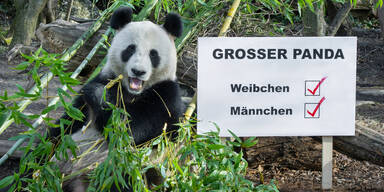 So viele Tiere leben aktuell im &auml;ltesten Zoo der Welt