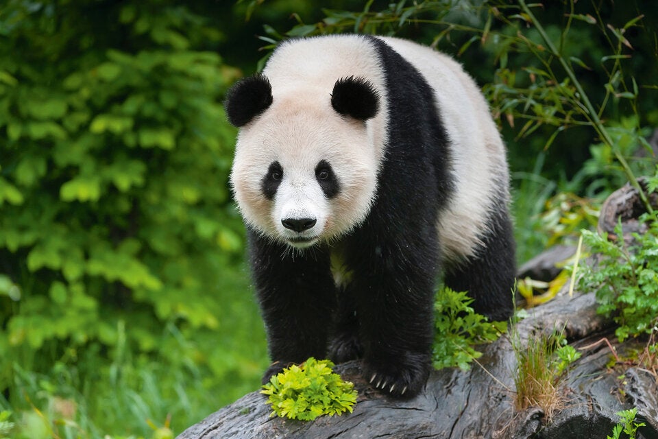 Seit 20 Jahren leben Pandas im Tiergarten Schönbrunn