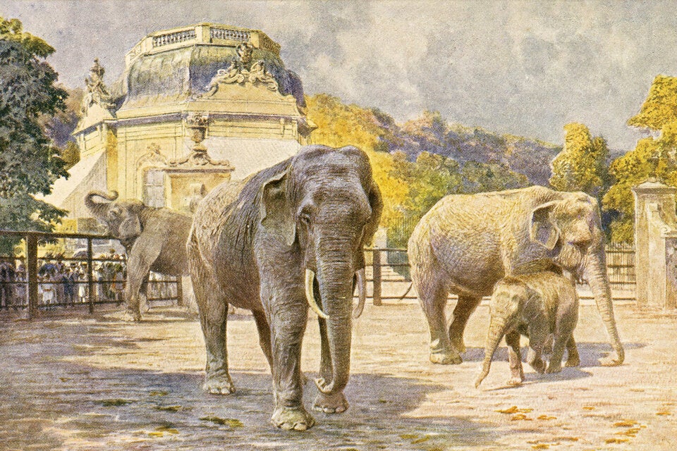 Tiergarten Schönbrunn feiert 270 Jahre