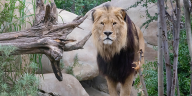 Tiergarten Sch&ouml;nbrunn feiert 270 Jahre