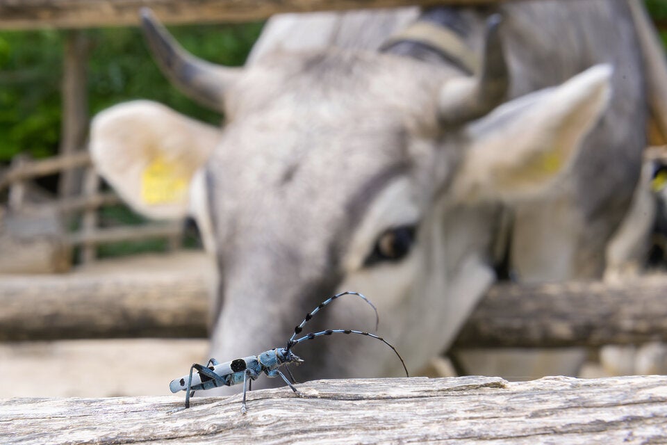 450 Käferarten: Das große Krabbeln im Tiergarten Schönbrunn