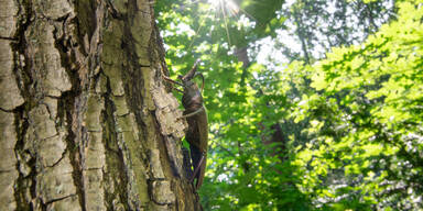450 K&auml;ferarten: Das gro&szlig;e Krabbeln im Tiergarten Sch&ouml;nbrunn